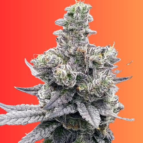 Buy Auto Watermelon OG Seeds Seeds  Autoflower Cannabis Seeds | The Seed  Connect