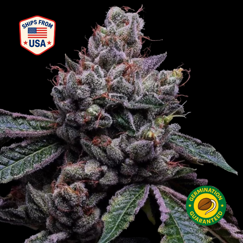 Buy Black African Magic Seeds Seeds  Feminized Cannabis Seeds | The Seed  Connect