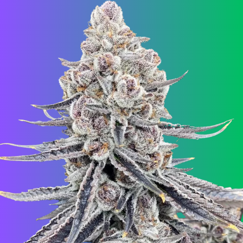 Buy Auto Star Seeds Seeds  Autoflower Cannabis Seeds | The Seed Connect