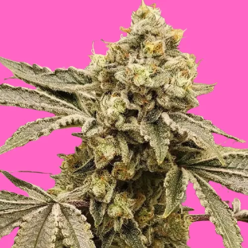 Lsd Cookies Auto LSD Cookies Autoflowering seeds — Buy Autoflower Seeds | The Seed ...