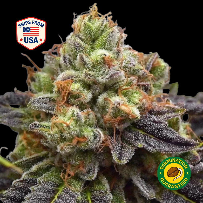 Buy Mimosa Feminized Seeds Seeds – Feminized Cannabis Seeds | The