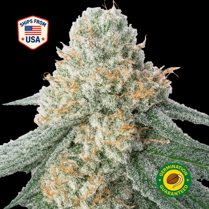 ハイブリッドテルペンALIEN OG 10ml（大麻由来×植物由来） Buy Alien OG Feminized Seeds Seeds – Feminized Cannabis Seeds