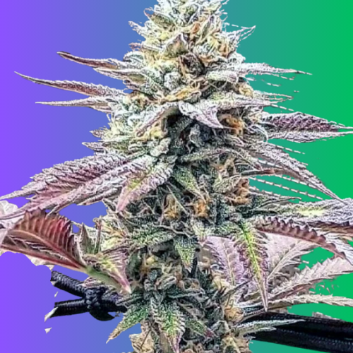 Buy Auto Purple Sunset Auto-Flower Seeds Seeds – Autoflower