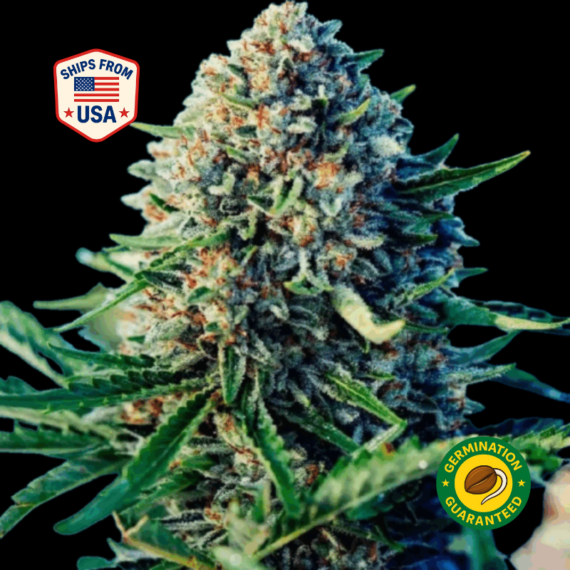 Alien Rock Candy Feminized Seeds — Buy Feminized Seeds | The Seed Connect
