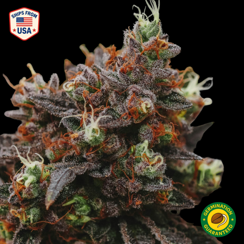 Blackberry Moonrocks Feminized Seeds — Buy Feminized Seeds | The Seed ...