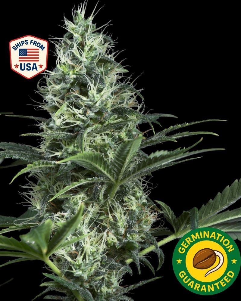 plant growing light SuncoGrow, LED Grow Light, 3ft, 30W Full Spectrum, Linkable  Sunco Lighting