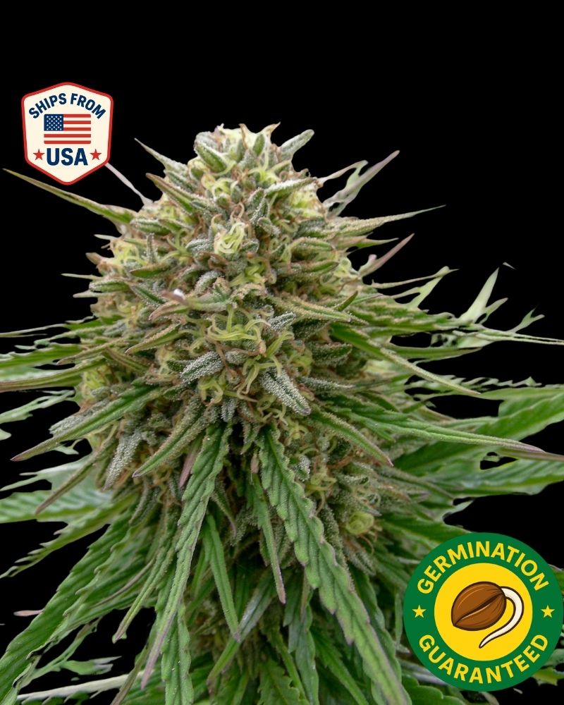 Buy Auto Strawberry Cough Seeds  Autoflower Cannabis Seeds | The Seed  Connect