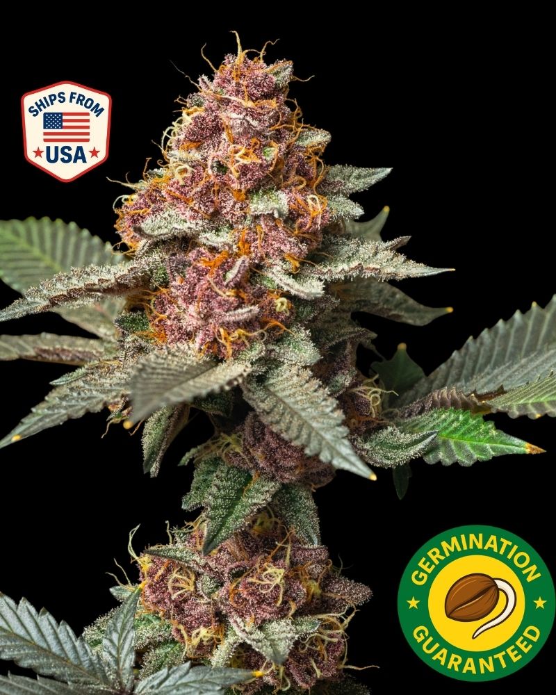 Buy Auto Tropicana Banana Seeds Seeds  Autoflower Cannabis Seeds | The Seed  Connect