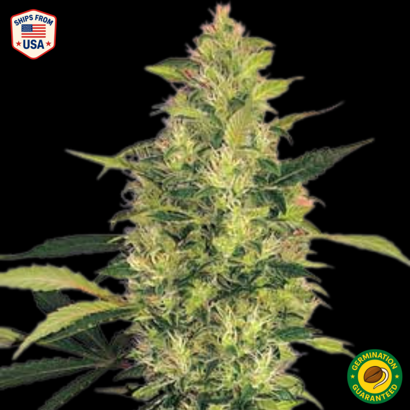 Buy PLCG Feminized – Platinum Lemon Cherry Gelato Seeds