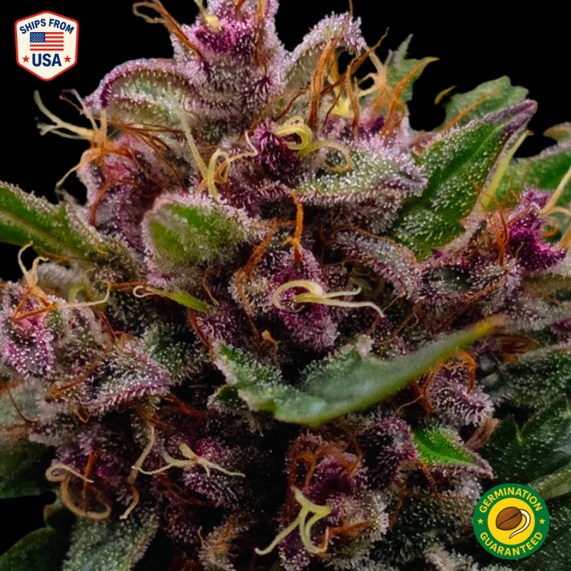 Buy Pressure Pie Feminized Seeds Seeds  Feminized Cannabis Seeds | The  Seed Connect